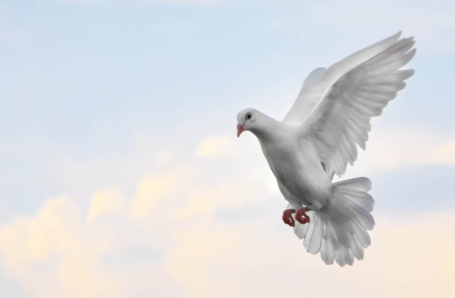 Fragen und Antworten – Pflegedienst Weiße Taube